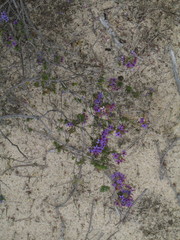 Calytrix eneabbensis
