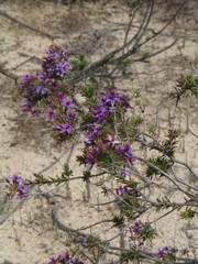 Calytrix eneabbensis