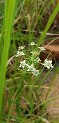 Alepidea setifera