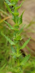 Alepidea setifera