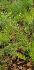 Alepidea setifera