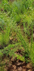Alepidea setifera