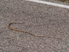 Masticophis bilineatus