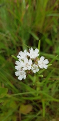 Aspidoglossum albocoronatum