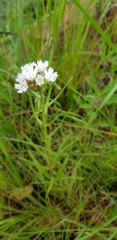 Aspidoglossum albocoronatum