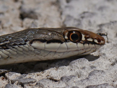 Masticophis bilineatus