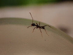 Pheidole