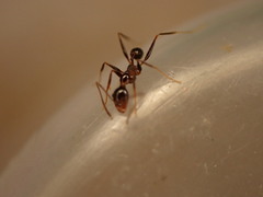 Pheidole