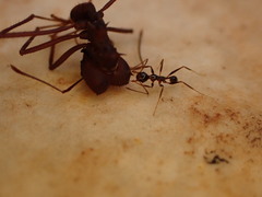 Pheidole