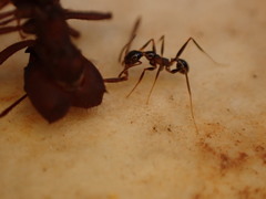 Pheidole
