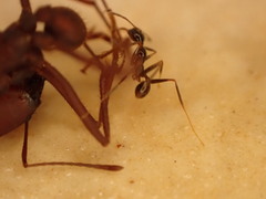 Pheidole
