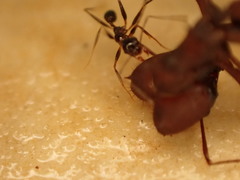 Pheidole
