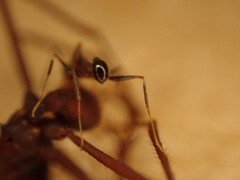Pheidole