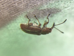 Cimberis pilosa