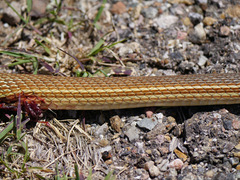 Masticophis bilineatus