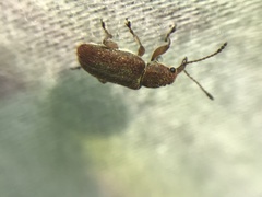 Cimberis pilosa