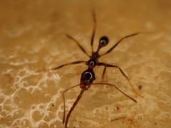 Pheidole