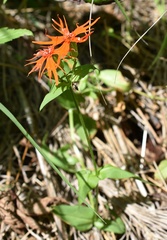 Silene wilfordii