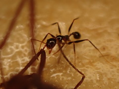 Pheidole