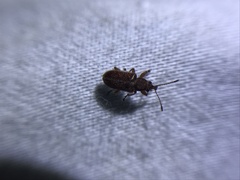 Cimberis pilosa