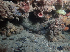 Acanthistius pardalotus