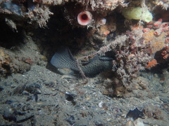 Acanthistius pardalotus