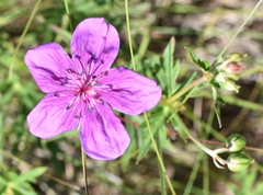 Geranium soboliferum
