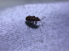 Cimberis pilosa