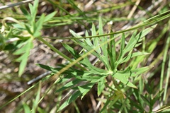 Geranium soboliferum