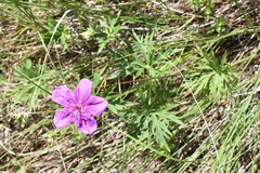 Geranium soboliferum