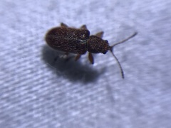 Cimberis pilosa