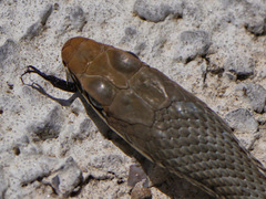 Masticophis bilineatus