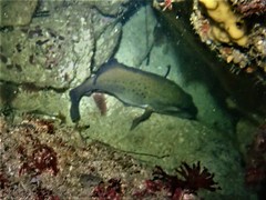 Acanthistius serratus