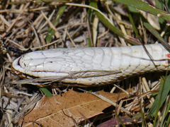 Masticophis bilineatus