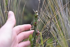 Baccharis genistelloides