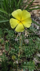 Tribulus cristatus