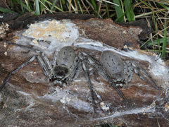 Isopeda canberrana