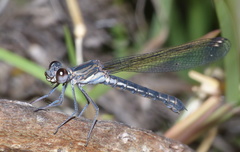 Platycypha fitzsimonsi
