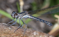 Platycypha fitzsimonsi