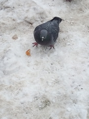 Columba livia domestica