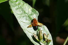 Megachile velutina