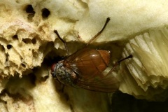 Mycophaga testacea