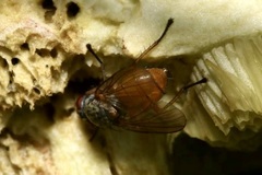 Mycophaga testacea