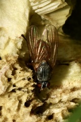 Mycophaga testacea