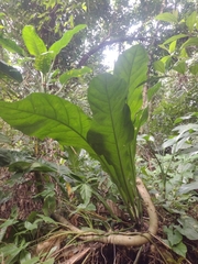Anthurium crenatum