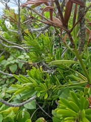 Podocarpus costalis
