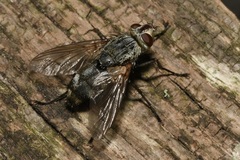 Microphthalma europaea