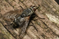 Microphthalma europaea