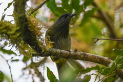 Phainoptila melanoxantha
