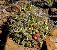 Maihueniopsis molfinoi